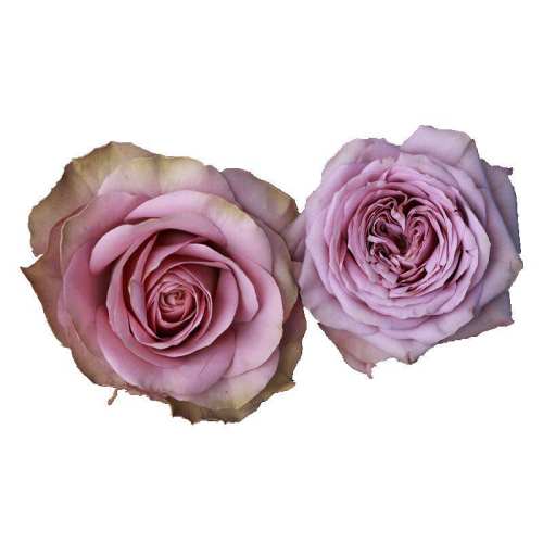 ��԰���л��¼���԰ֲ�����Ի���Ǥ�塾����֦��6L���� ����  45.24Ԫ