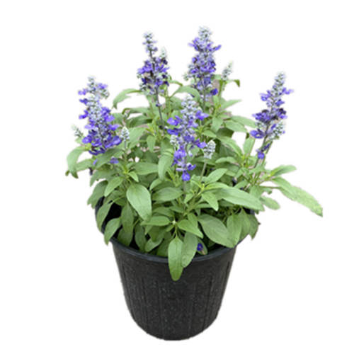 ��β��һ������̨ͥԺ�����ļ���������������β��1����һ�� ������  15.84Ԫ