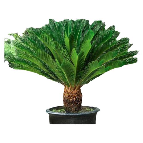 ����ͥԺ�ļ������ͺ��ͺ�������������һƬҶ��ԭ��ԭ�� �������  10.33Ԫ