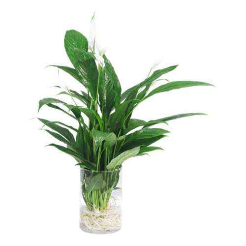 ����ˮ��ֲ������������Ƶ���ֲ�ﲻ����  14.75Ԫ