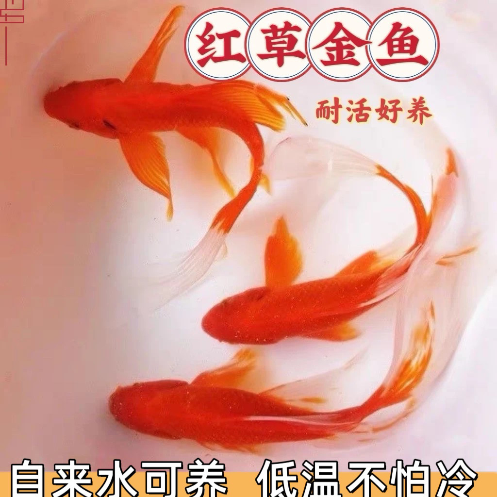 �ݽ��� ��β���ݹ����� ������� ��ˮ��ˮ�� ����� 3�������� 2.51Ԫ �¼���������