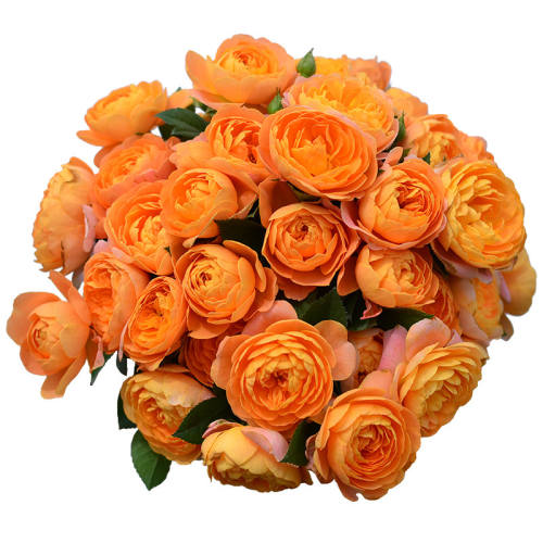 ��Խ�¼���ѡƷ��С���ɫ��ɳ��ʯ P9���� �����Ժ�  10.45Ԫ(��88VIP 95��)