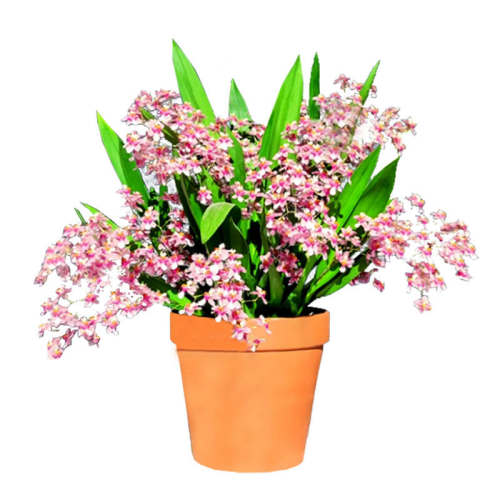 ��Դ����������Ҹ������׳��������5-6��׳��*���꿪��  21.14Ԫ