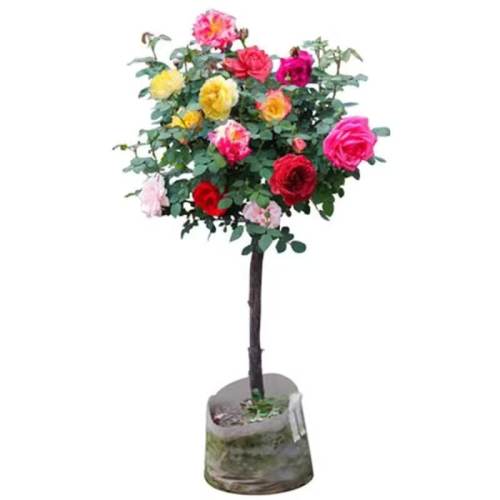 ��������׮�¼�������״�ش󻨶��ļ�������ֲ��ͥԺ����õ����������¼�С��15cm������  2.73Ԫ