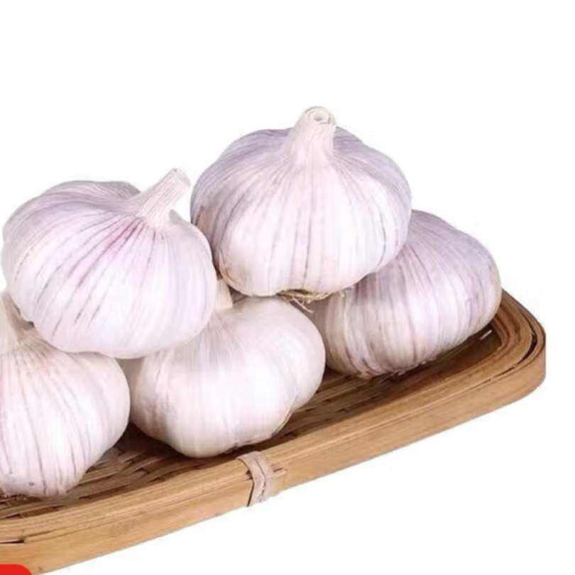 ɽũֱ ͷͷ ػ 2 5-5.5cm3.5Ԫȯ