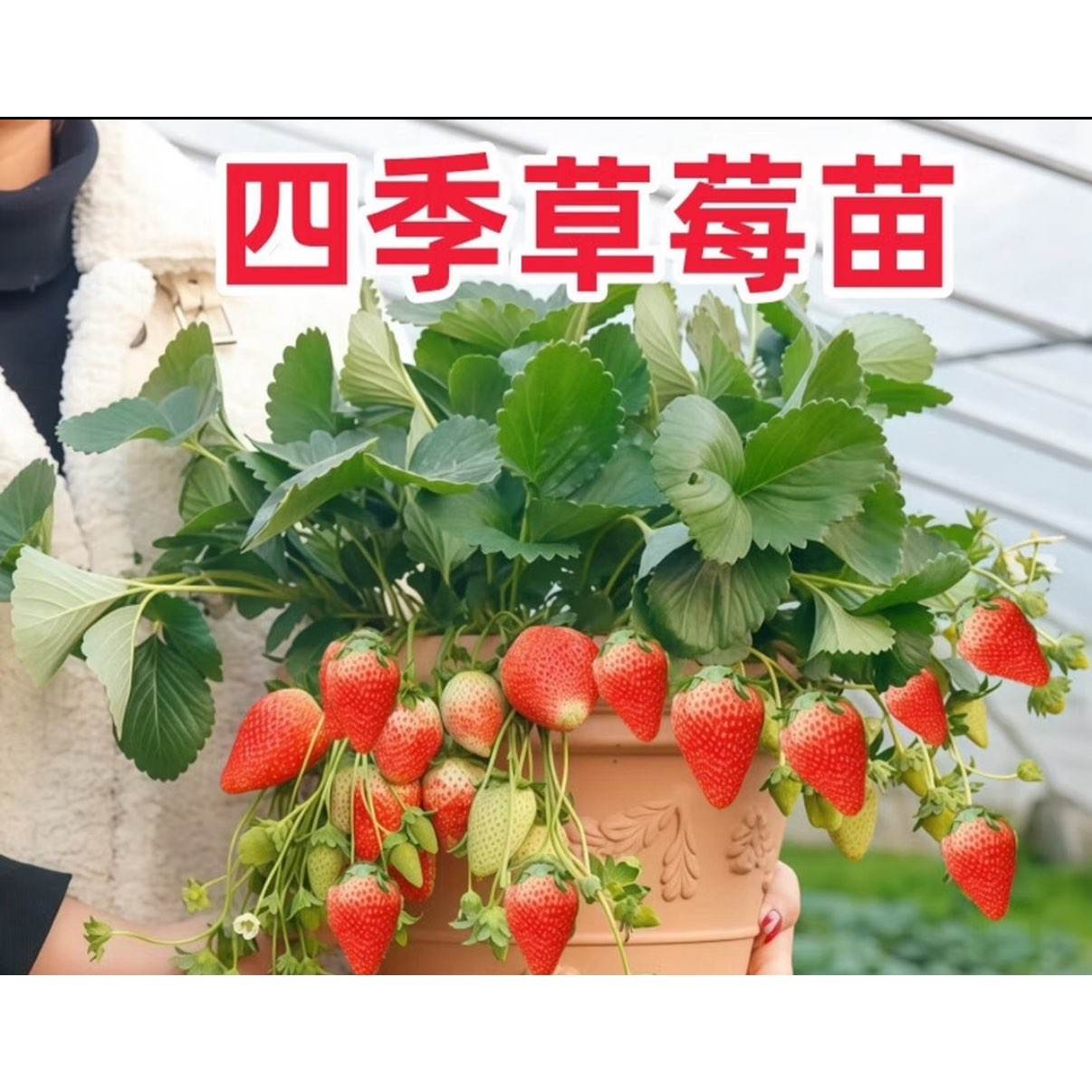 ԵͲݮ 硾2װ3.49Ԫ1.75Ԫ/裩