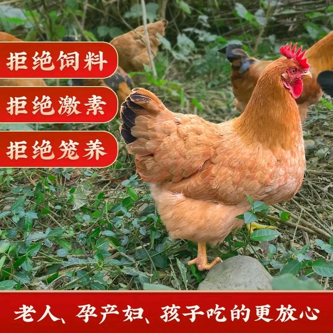 ݷʡ˳ʡֻɢĸĸ126.9Ԫ