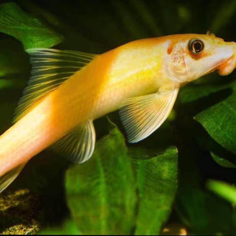 ̦Сȴ幤ߵˮȸ 4-6cm ̦2ȯģ10.01-10