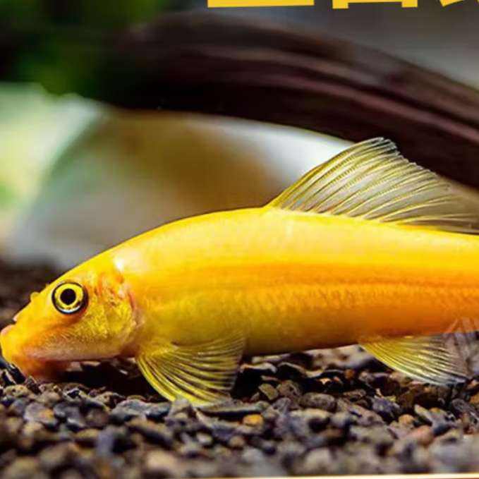 ̦ Сȴ 幤4-6cm ̦20.9Ԫƴšȯ