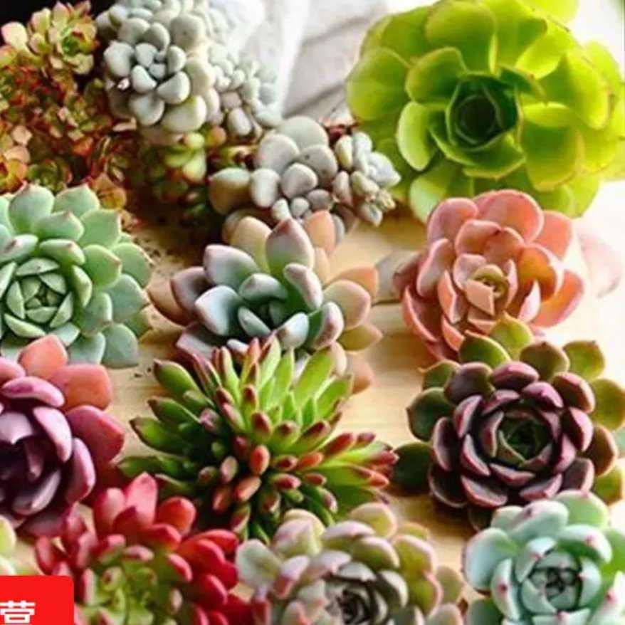 ��ϲ��Ӫ ����ֲ�� ���3�Ŷ��ⲻ�ظ� 0.99Ԫ