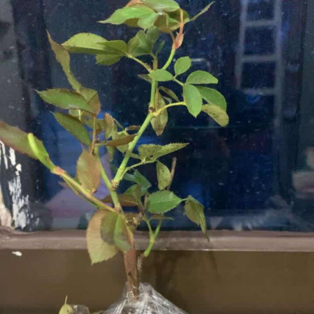 ���ɾ��� �ٱ��¼����� 15-25���׸� �������� Ũ����õ������ 2.1Ԫ