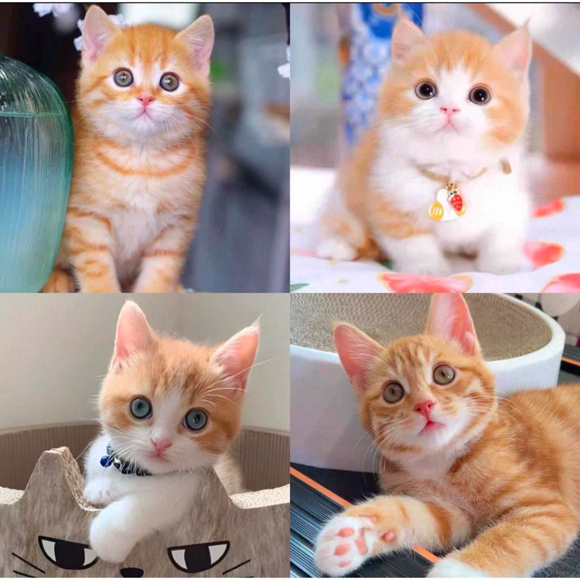 ��è�����л���԰è�껨è���崿��è��è��ţè�����ɰ�������è    238Ԫ ����С��è