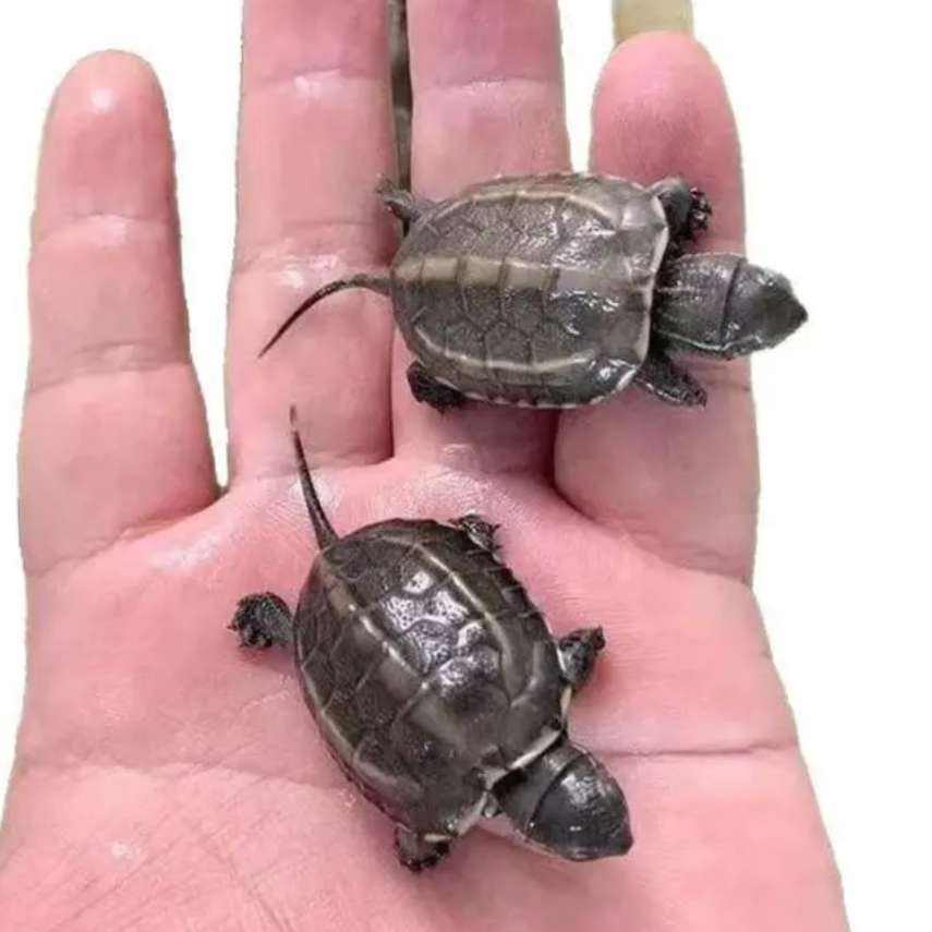  лݹ2-4 2ֻ 8.24Ԫ(ȯ)