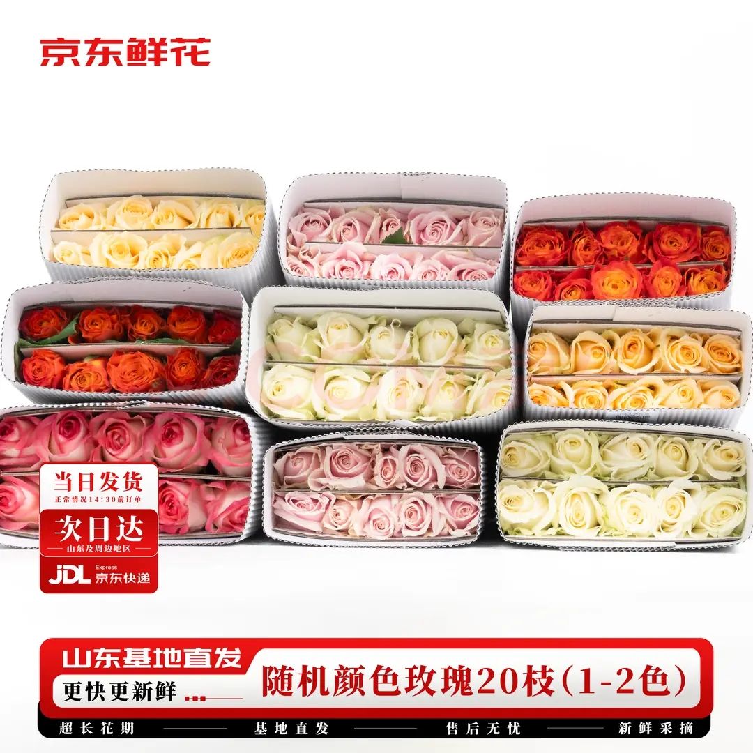 ���� �ʻ�õ�廨 20֦ 40cm���л� ����� ���ɫ1-2����ɫ Դͷֱ����1.24Ԫ/֦��20֦24.8Ԫ