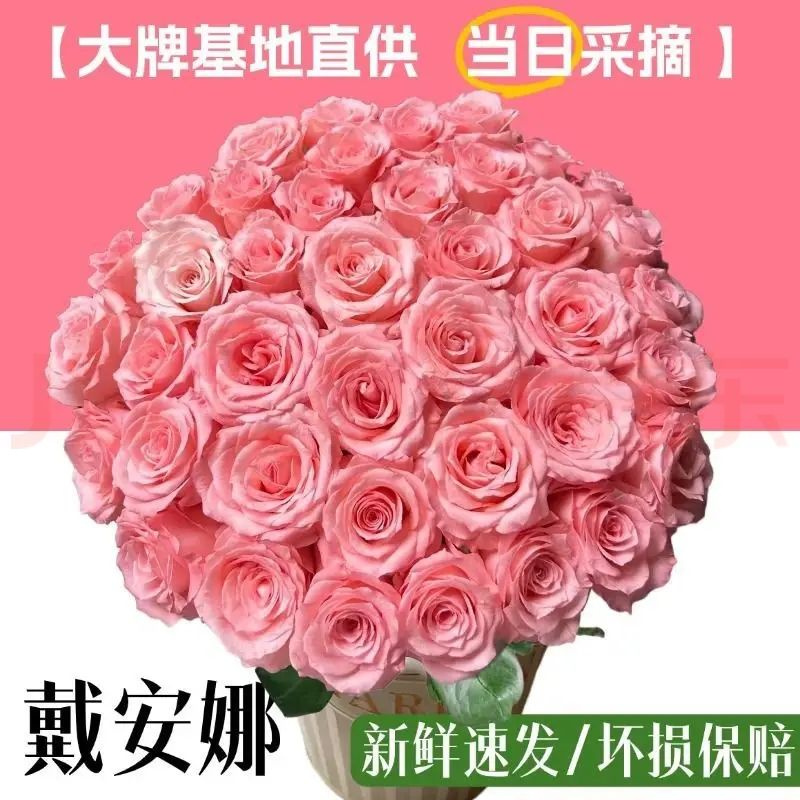 520���� ��ɫ������Ӱ��õ��õ���ʻ��������ϻ���ֱ�����л� ���� ����ͬ����õ�塾�����ȡ�9-11֧��Ӫ��Һ 45-60cm10.9Ԫ�����׹���