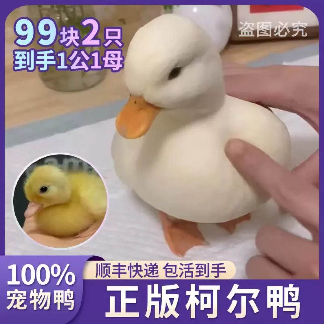 �¶�Ѽ�����С��Ѽ�ӻ������ѼС�����̿ɴ�Ѽ����»�Ѽ����Ѽ 158Ԫ����¶�Ѽ����