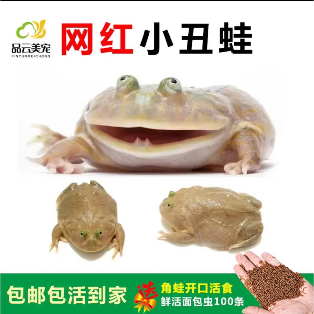 Ʒ����������׻���ܻ�����������̽��ܻƽ��ܻ��� ����С����3-4cm���� 39.9Ԫ ����С����