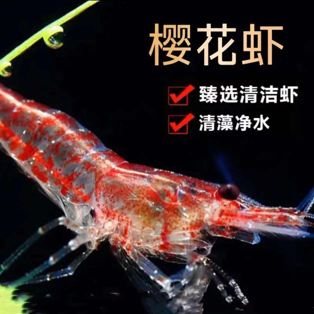 ��ï���ȴ�����Ϻ����?&��ˮ����ڿ�Ϻˮ��Ϻӣ��Ϻ�ݸ�?&����Ϻ����Ϻ?&���� �ػݣ�Сӣ��Ϻ10ֻ��5ֻ����