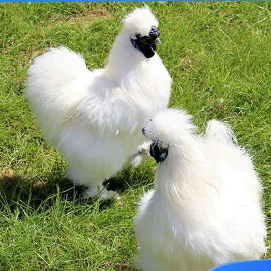 ݼ ɢڼ 950g*2ֻ51.9Ԫȯ(΢С)