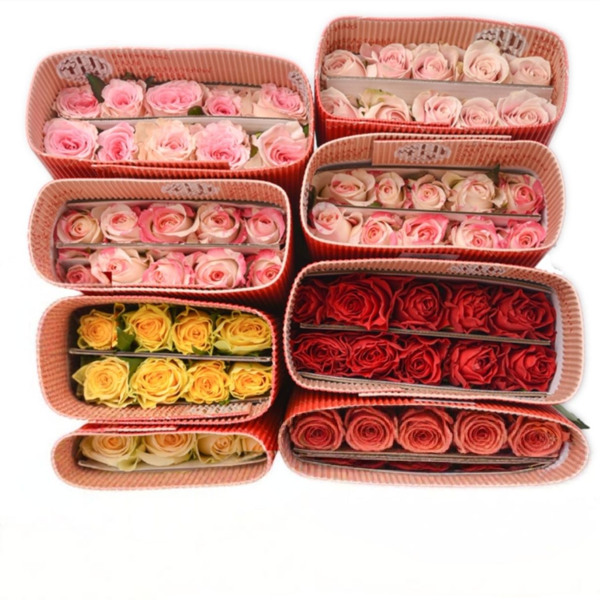 ���� �ʻ����õ��10֦ ���л�����ֱ�� �������ﻨ�� Դͷֱ�� 19.9Ԫ