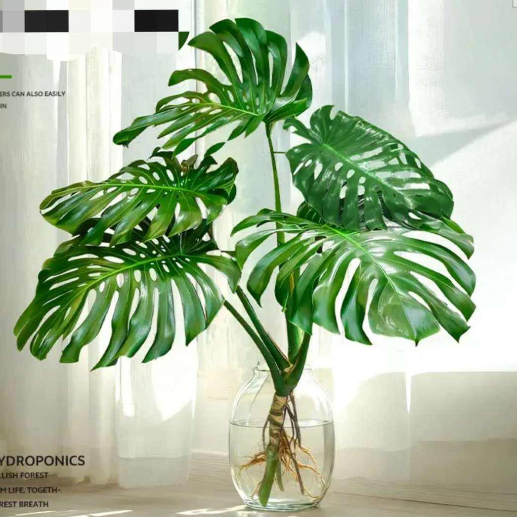 ���� �걳��ˮ������ 60-70cm ������ֲ22.8Ԫ