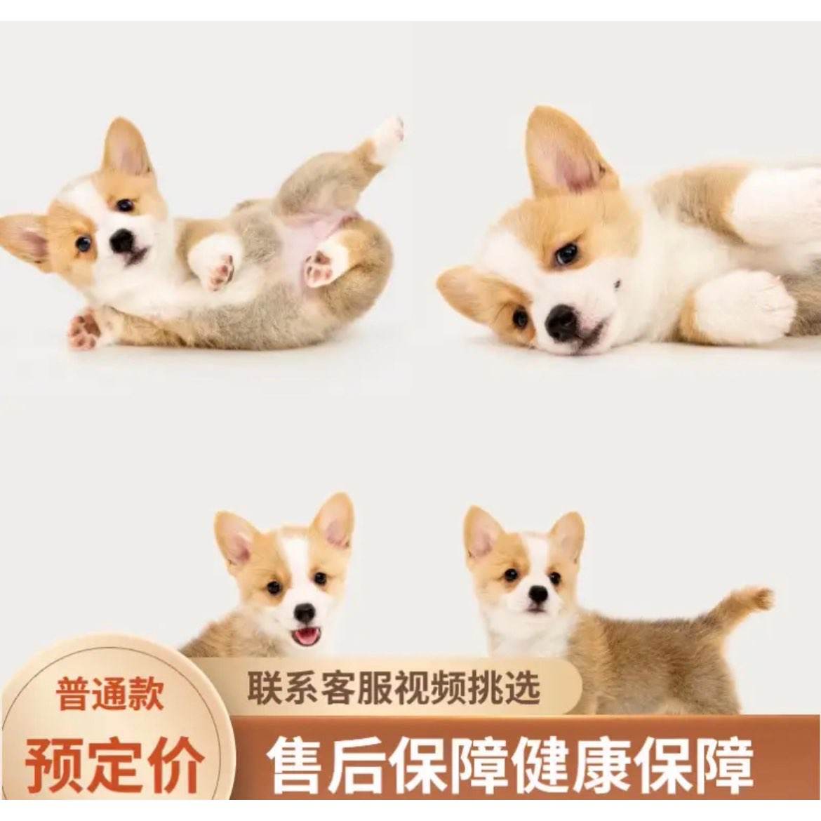 ��Ӱ�»���Ȯ���崿�ֿ»�Ȯ����ʿ˫ɫ���ﹷ��˫Ѫͳ��ɫ�»�Ȯ���� ���Ｖ ��ͨ�� ����    360Ԫһֻ���崿�ֿ»���Ȯ������