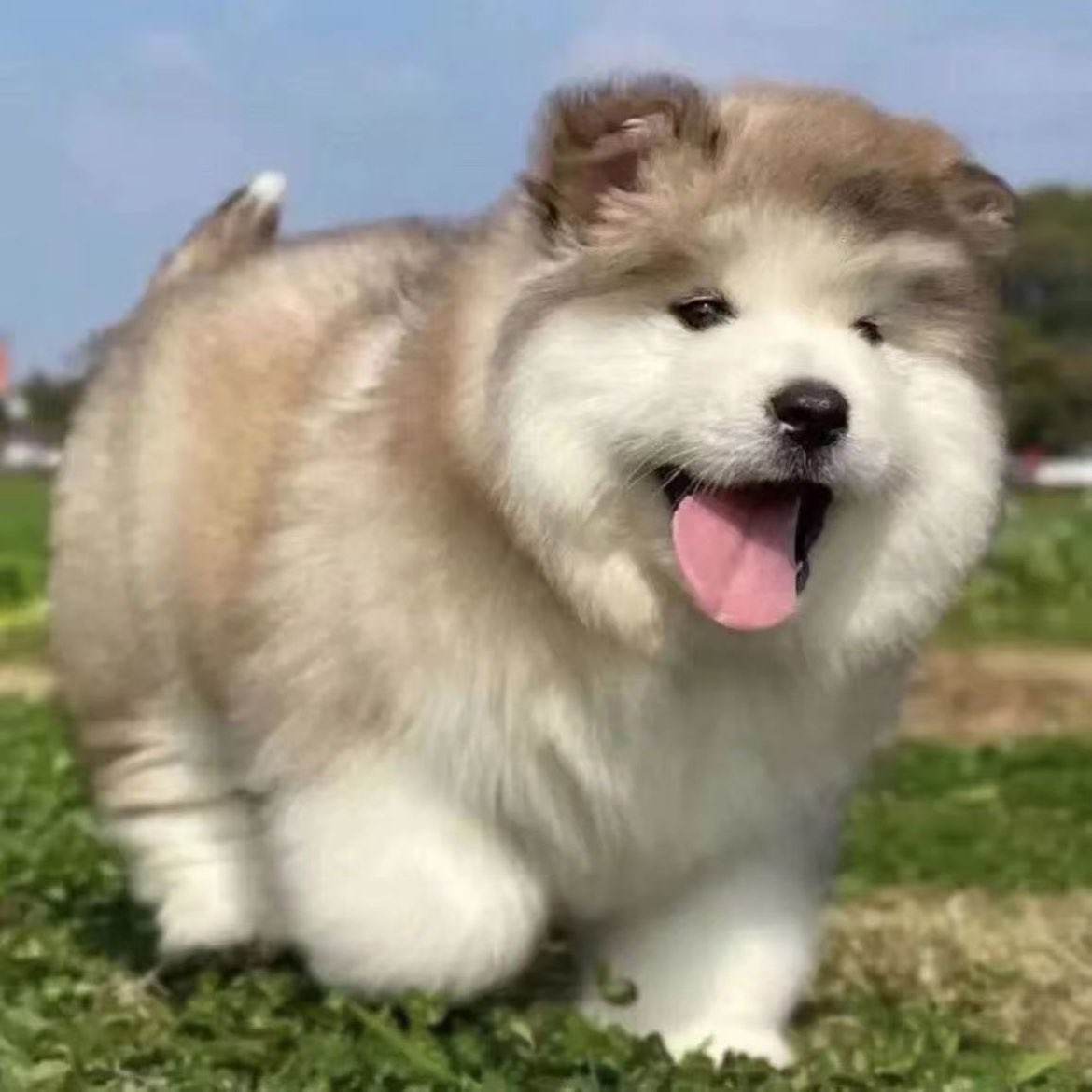 ���ְ���˹����Ȯ��ë����Ȯ�ܰ��Ǽܰ���˹��ѩ��Ȯ������Ʒ 300Ԫ���ְ���˹����Ȯ