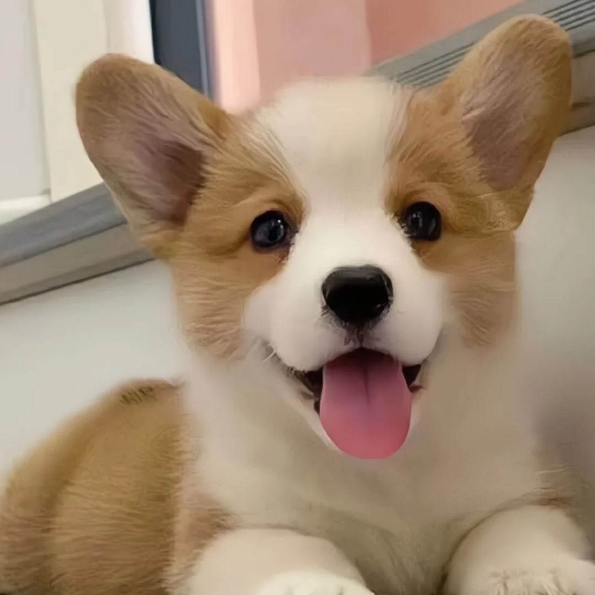 �»����ֻư���Ȯ�»�С˫ɫ���ﹷ����ɫС������С�ͻ��� 516Ԫ�»�����