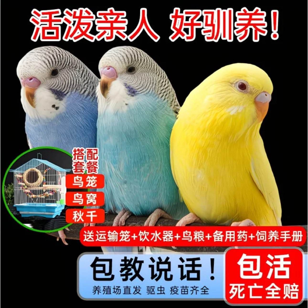 ���Ļ�����ﻢƤ����С����ѧ˵�����������������İ��ʰ��� 39.1Ԫ����˵��������