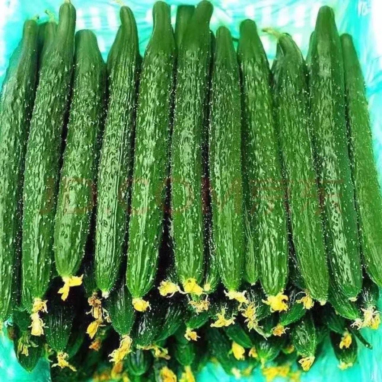 ���ϴ̻ƹ� ������ժ ������о��� ũ������ 4����� 6.9Ԫ/�����Ľ