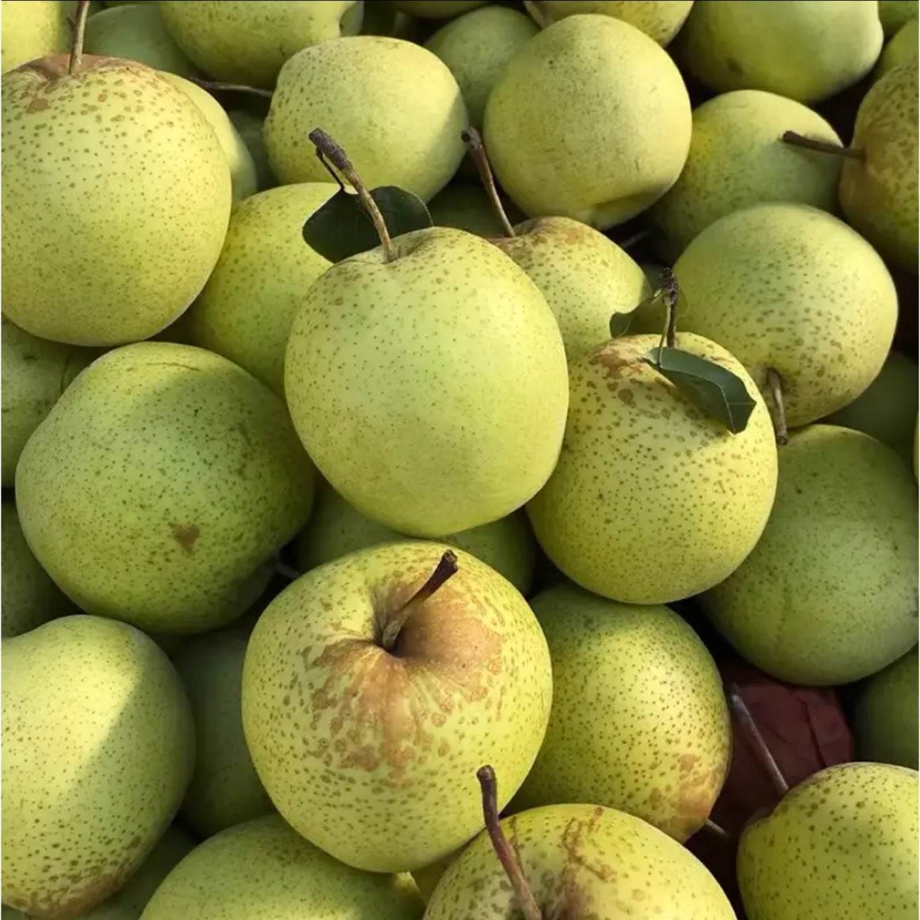 ��ϲ�� �ӱ��ʹ������� 5�ﾻ��4.5�� ����160g �˹���ѡ9.99Ԫ/�������