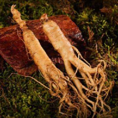 CBM GINSENG ɽ˲ ˲ 5֧19.9Ԫʣȯ