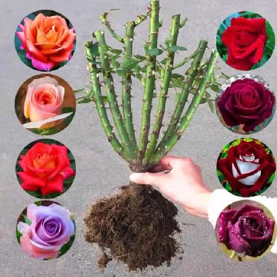 ����õ�廨����׮���꿪����Ũ���¼��ϸ�������ֲ���� 17����֮�� 1.13Ԫ