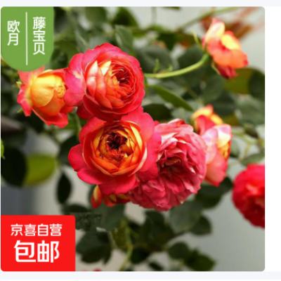 ͥԺ�ļ����Ի���Ǿޱ���� �ٱ��¼����� ŷ�����ٴ��¼������� �� 2.44Ԫ