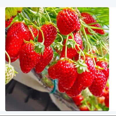  ���Ͳ�ݮ�����Դ��������Ѭʳ�ú����ļ���� �¼���ݮ3�� 2.9Ԫ