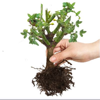 �����ϡ�����õ�廨�� 21��õ�壨��׮���ļ������� 1.16Ԫ