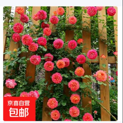  ����ֲ���ٱ��¼������ļ�����õ������ͥԺǾޱ���� �����׵��� �������� 15-25���׸� 2.12Ԫ