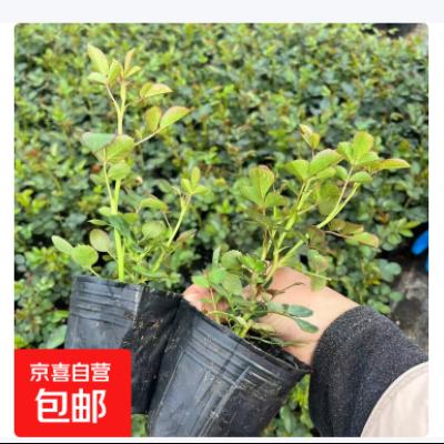 �¼������ļ�������Ũ���͹�ľ�¼���ͥԺ��̨���Ե���õ�廨�� Ǥ��С��15-25cm�߷���ʵ��ͼ Ǥ��С��15-25cm�� 1�� 2.63Ԫ