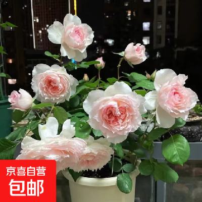 ����õ�廨�� ��׮���꿪�� 48��ά 0.86Ԫ